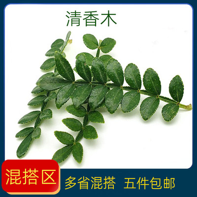 新鲜胡椒叶子清香木一小盒日料