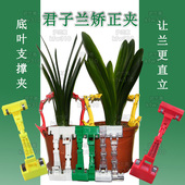 君子兰叶片支撑架底叶夹整形夹矫正线纠正器透明扶正带固定夹专用