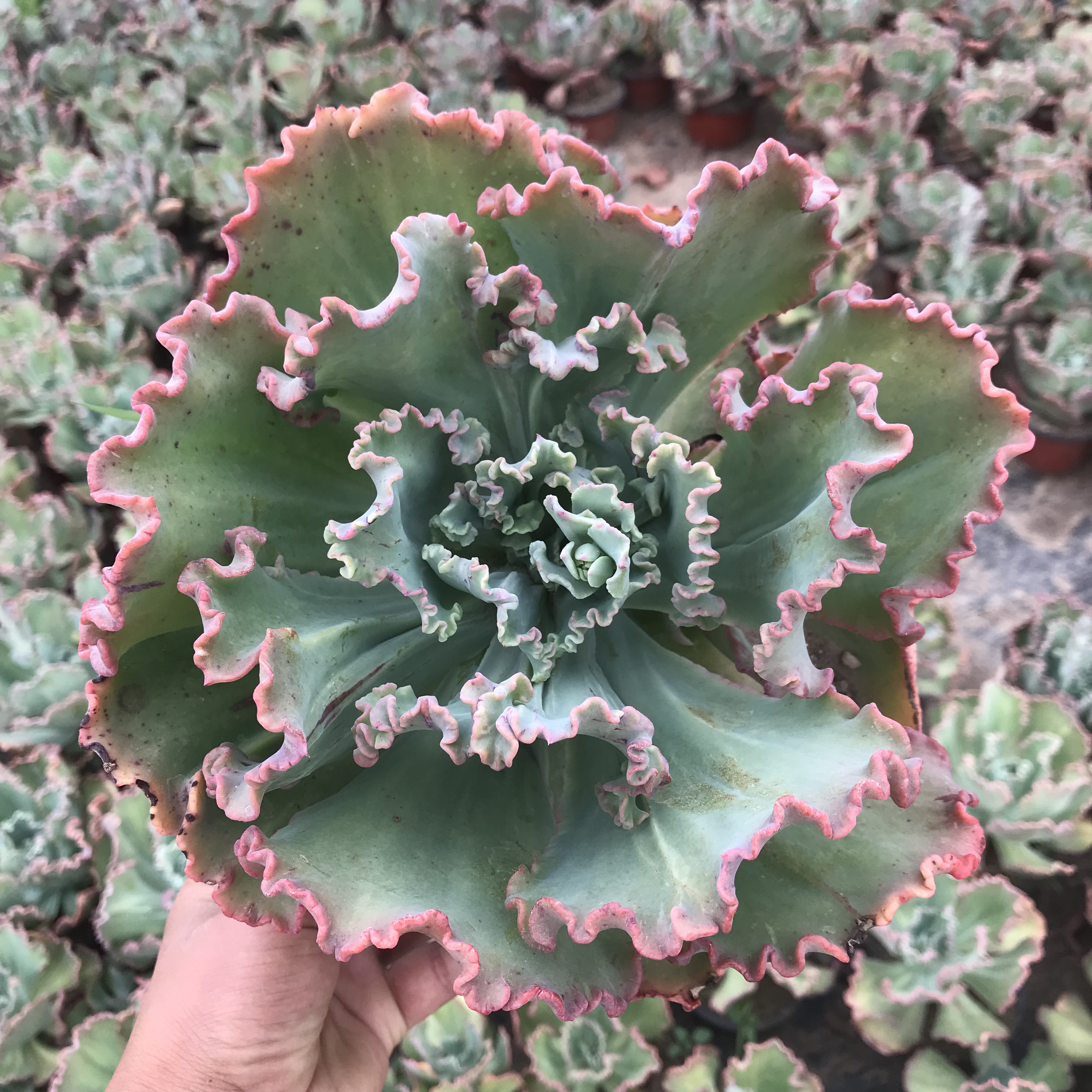 舞会红裙巨型多肉超大老桩包菜系列稀有品种花卉绿植基地直发办公