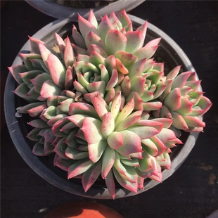 弗佛罗瑞安娜多肉东云系爆款皮实好养15cm超大冠幅基地直发