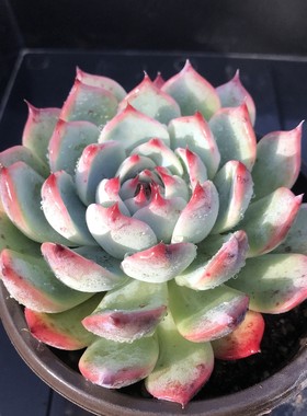 水蜜桃多肉植物经典红大棚办公室