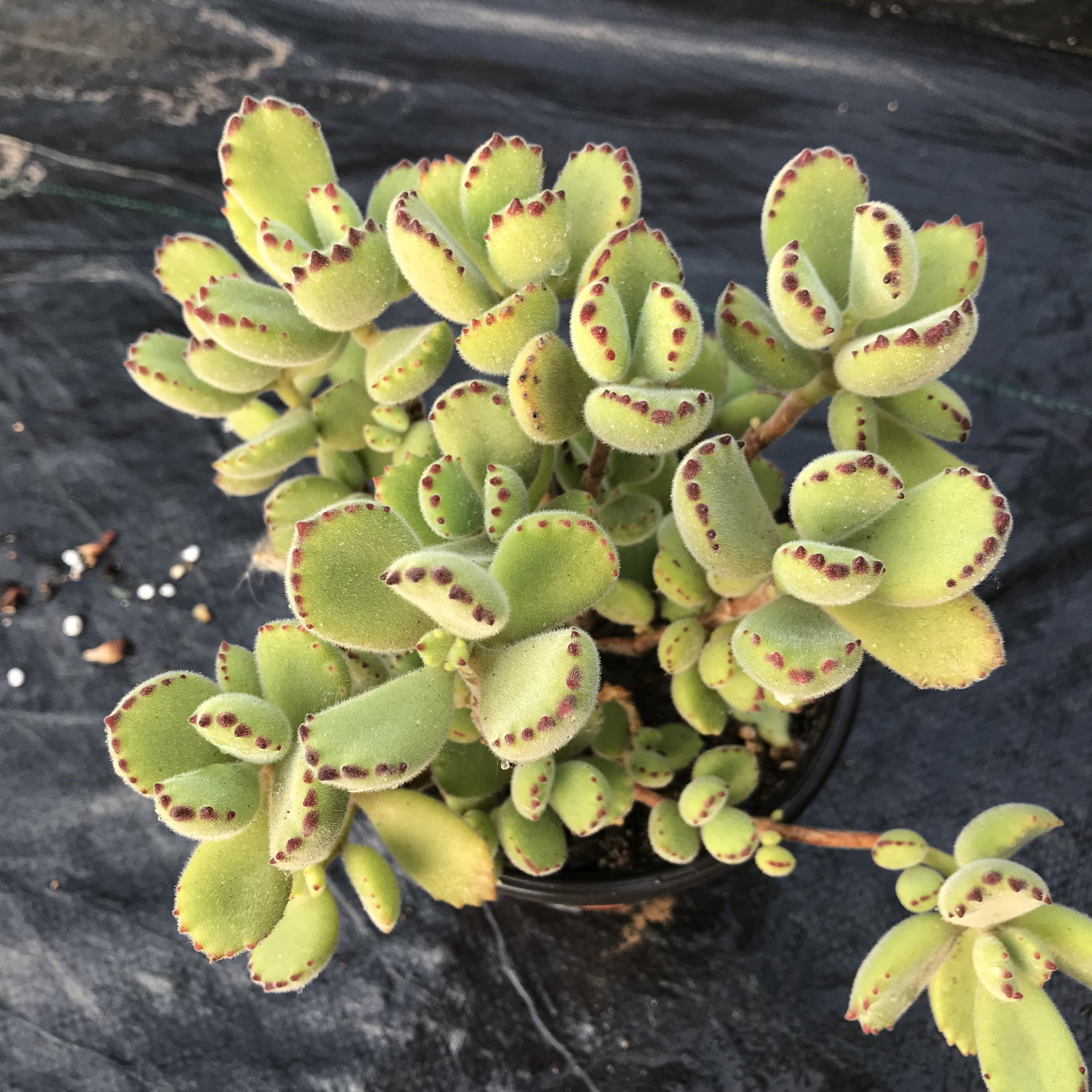 多肉植物熊童子群生多肉迷人熊爪呆萌可爱系经典品种绿锦源办公室