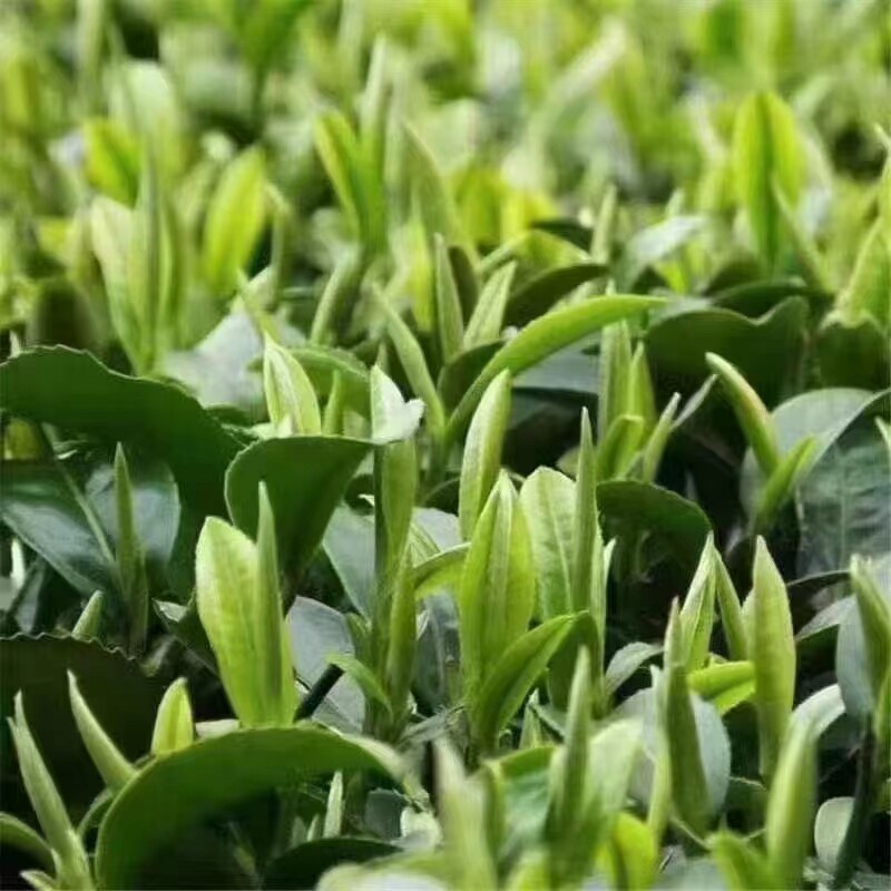 汉中仙毫2026新茶明前陕西汉特色产区绿茶