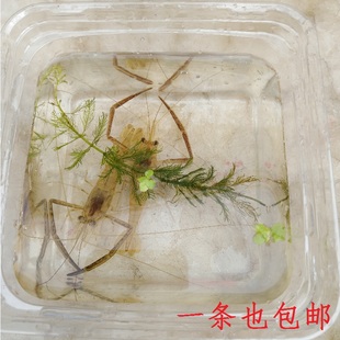 包邮 8cm原生野采河虾活体淡水虾特惠 观赏虾野生活体河虾6