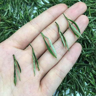 萌岩茶业 浙江安吉白茶明前茶叶 雨前绿茶春茶新茶500克包邮