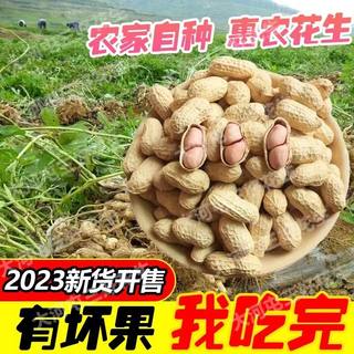 2023年新花生河南带壳白沙品种优质带皮生花生优质花生