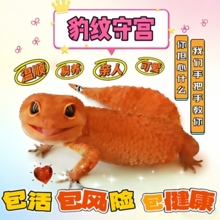 豹纹守宫蜥蜴宠物活体新手入门级网红爬宠温顺易养阳光蜜橘银河