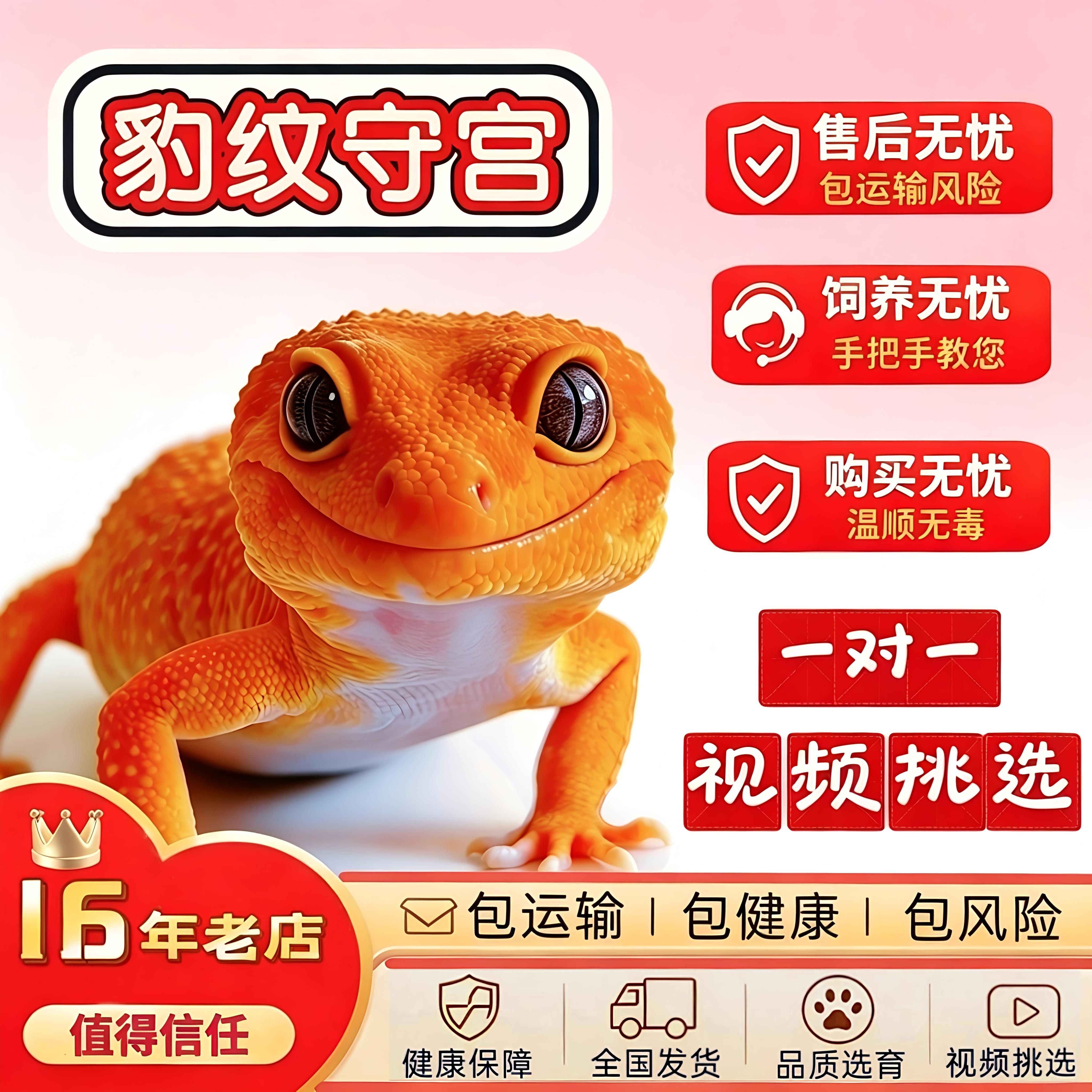 豹纹守宫蜥蜴宠物活体温顺无毒