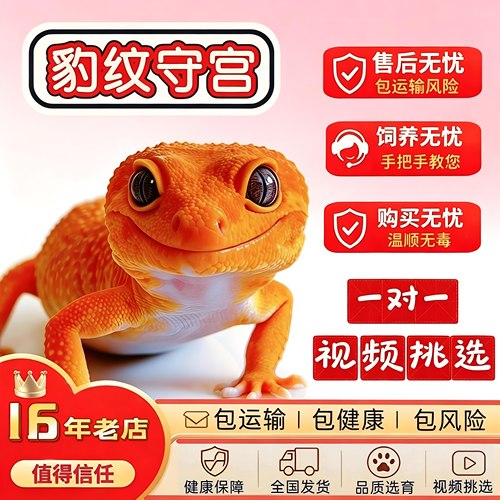 豹纹守宫蜥蜴宠物活体温顺无毒