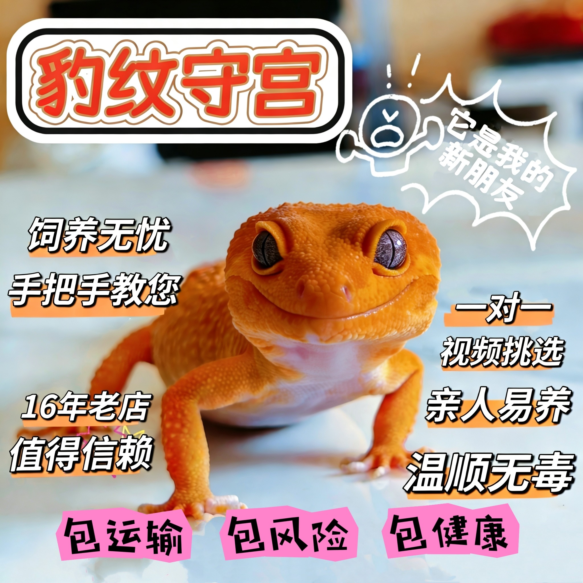 豹纹守宫 蜥蜴宠物活物 儿童宠物 新手入门级 易养温顺无毒阳光 - 淘宝联盟商品