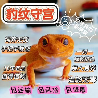 豹纹守宫蜥蜴宠物活体温顺无毒