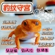 新手入门级 儿童宠物 易养温顺无毒阳光 蜥蜴宠物活物 豹纹守宫