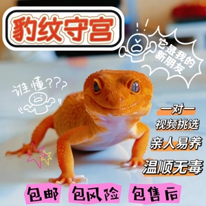 可挑选豹纹守宫蜥蜴宠物小火龙幼体入门级爬宠活物爬虫易好养另类