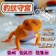 豹纹守宫蜥蜴宠物活体新手入门级网红爬宠温顺易养阳光蜜橘银河