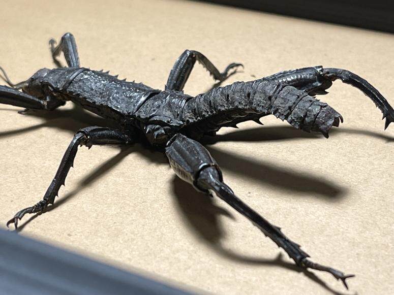 巴布亚新几内亚原始雨林罕见黑魔鬼竹节虫昆虫标本珍藏slm001