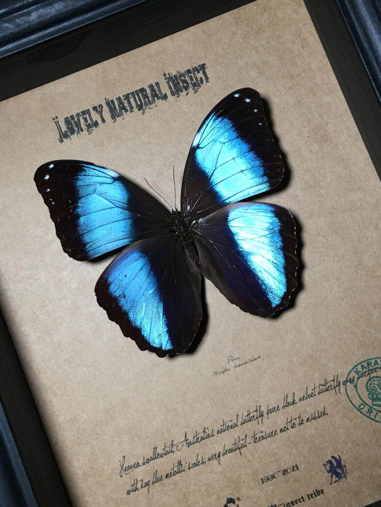 亚马逊原始雨林巴西流域大蓝闪蝶蝴蝶标本珍藏欧式简约昆虫礼品k2