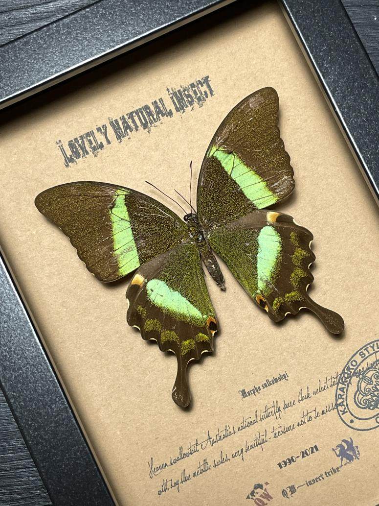 菲律宾原始雨林罕见小天使凤蝶雌性蝴蝶标本珍藏欧式简约昆虫礼品