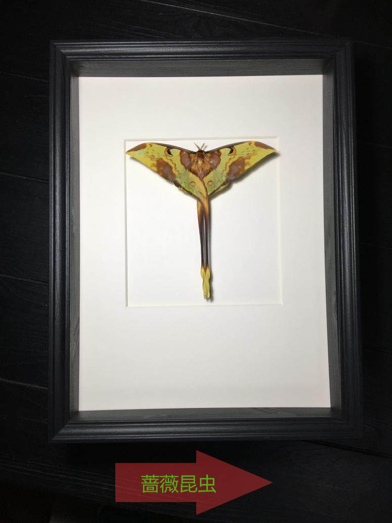 爪哇岛原始雨林罕见长尾天蚕蛾·蝴蝶标本珍藏欧式简约昆虫礼品