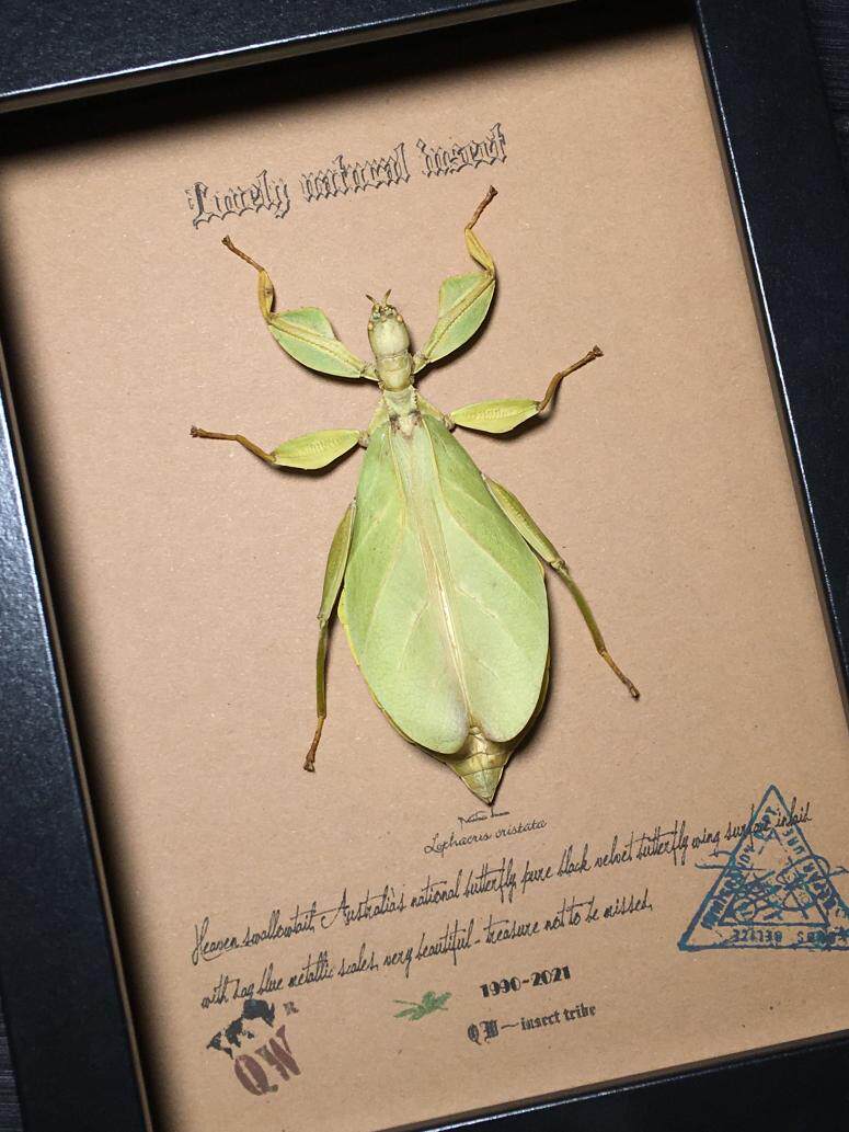 摩罗泰岛原始雨林罕见树叶虫虫脩昆虫标本珍藏mlo91