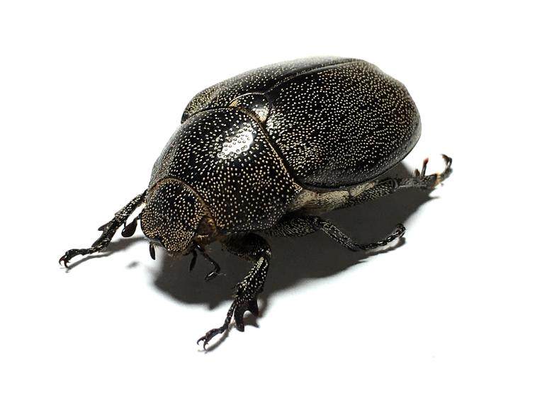 爪哇島原始雨林驚歎的花金龜·甲殼蟲標本珍藏·JAVA**********在類目 家居飾品, 裝飾畫, 標本類裝飾畫中 - 來自Buy2taobao.com提供專業的淘寶代購服務