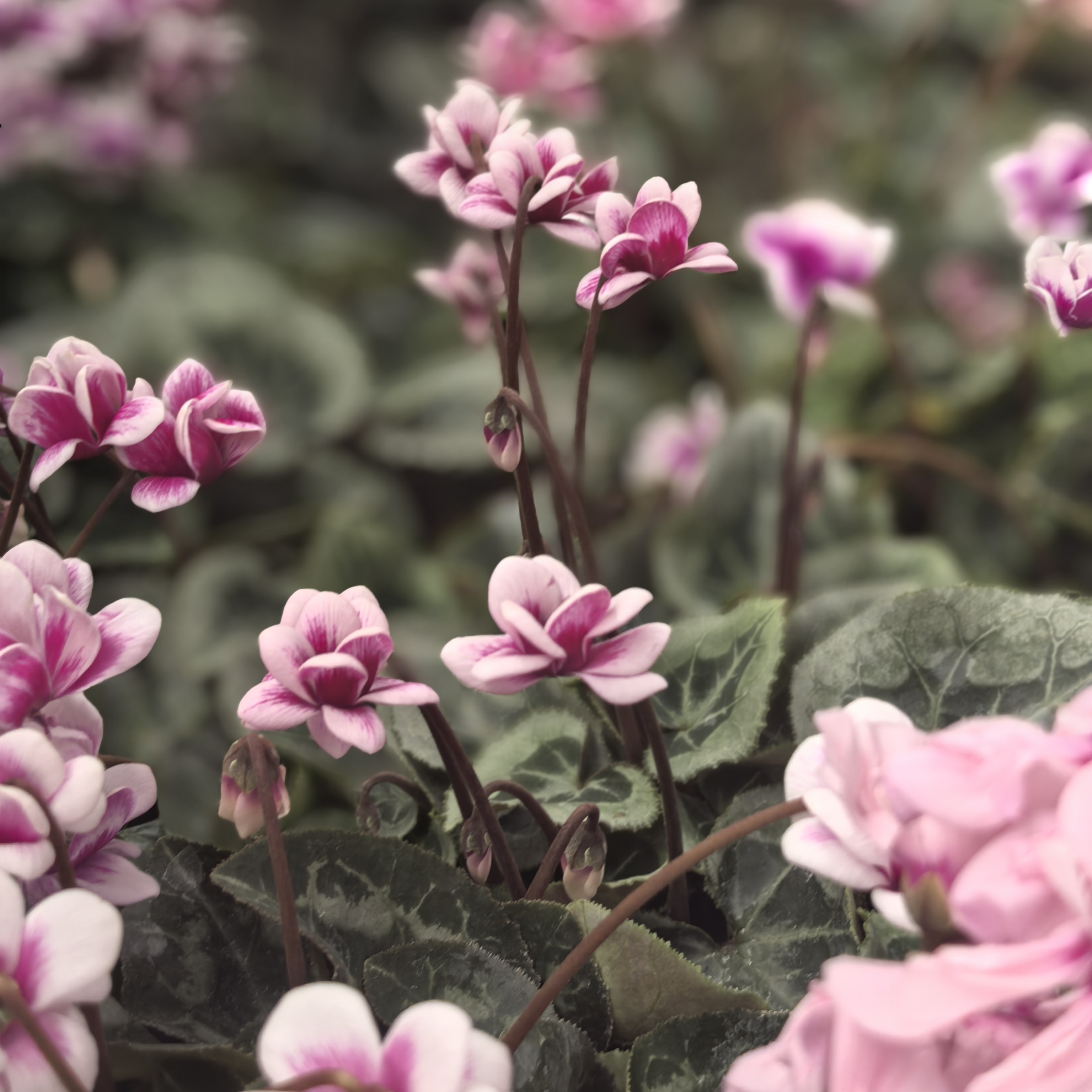 仙客来盆栽带花卉植物室内花酒红阳台兔耳送礼年宵花期长