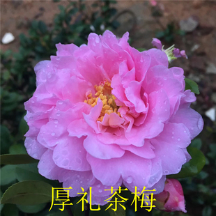 厚礼茶梅圆叶花量大  花瓣多 颜色鲜艳 益农夫基地  直销正品保证