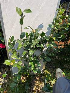 克瑞墨大牡丹原生苗带花苞地苗不售后102