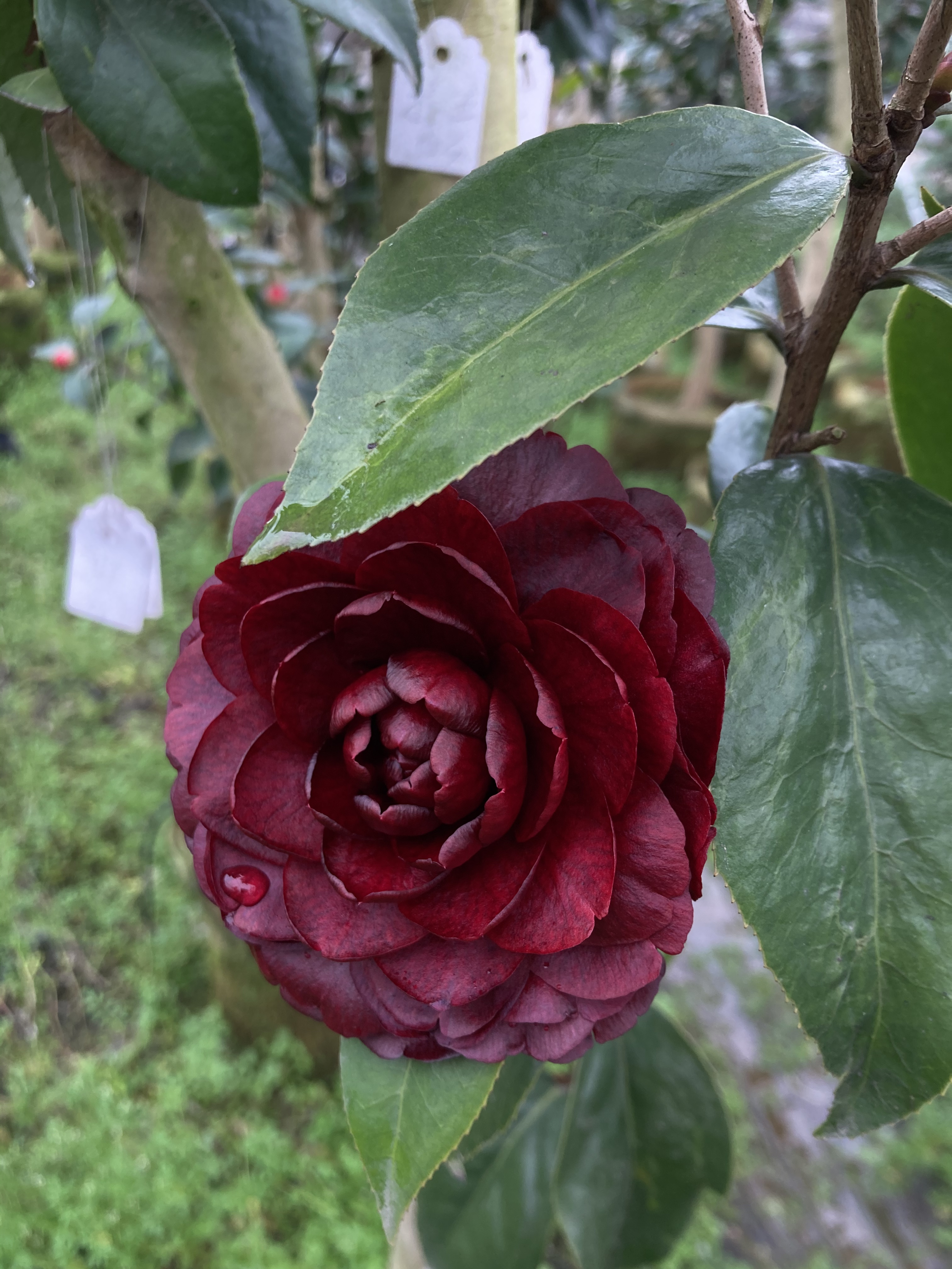 23年新品超级墨川茶花赤丹系墨黑色盆栽桂平益农夫保证对版包活