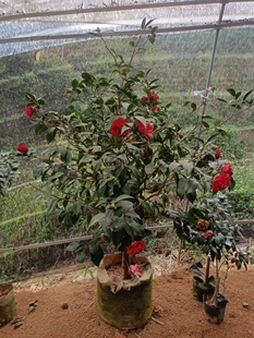 大元帅嫁接苗带花苞去点土发货顺丰包邮120