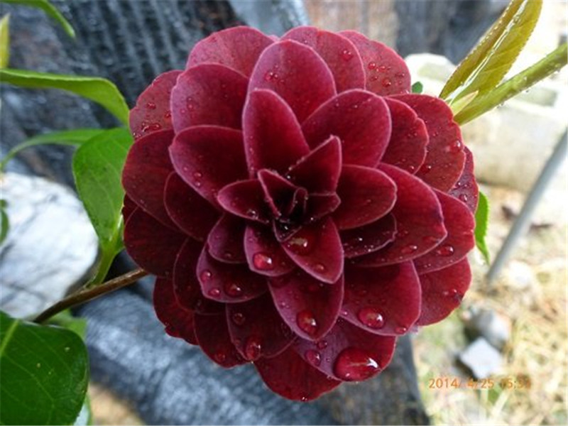 都德宝贝小帅哥益农夫品种茶花黑红色重瓣中型花新品进口基地直销