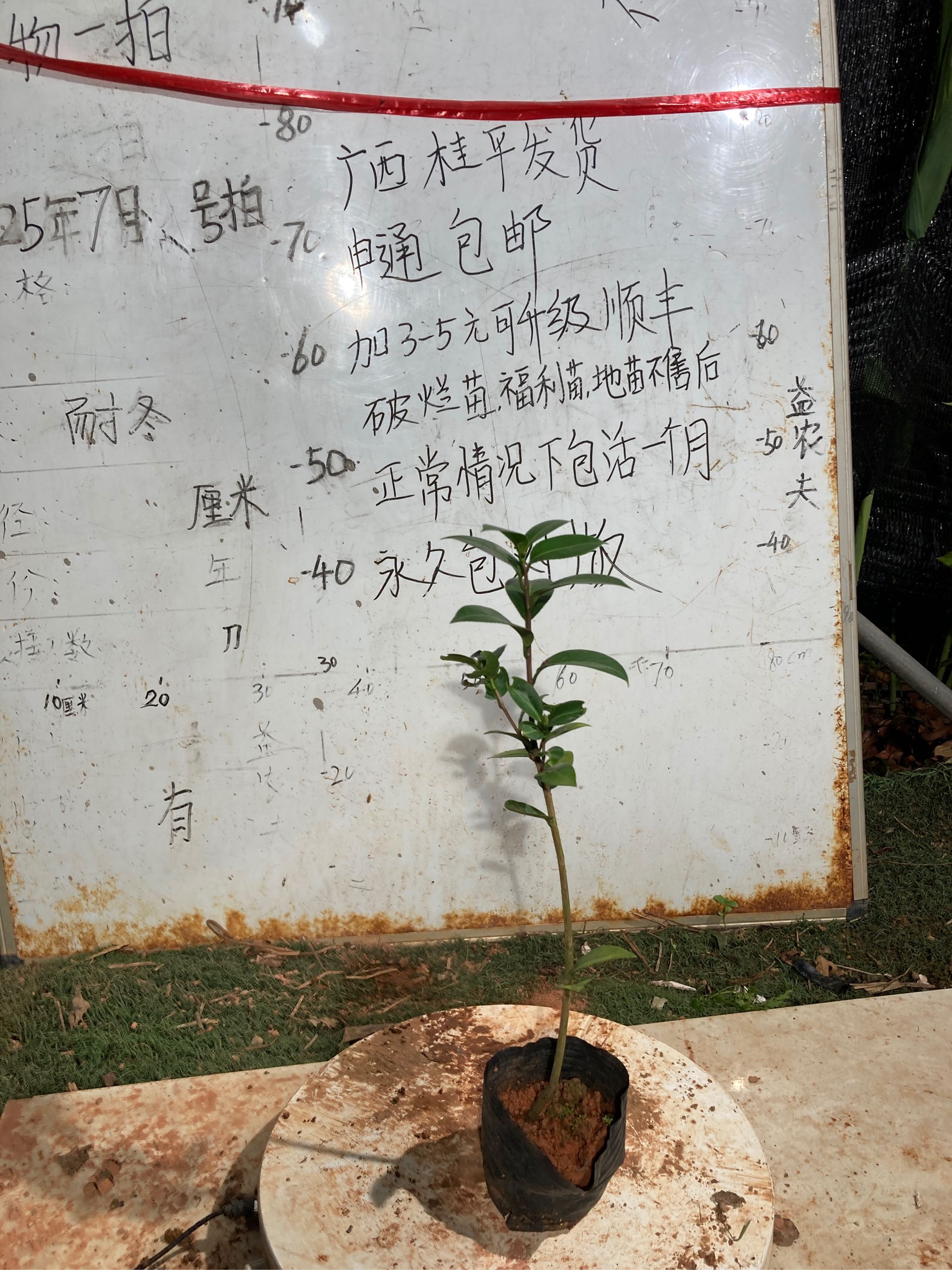 纯色水屋原生苗498