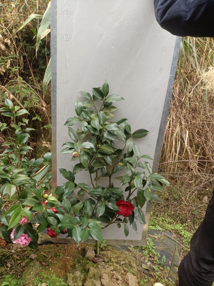 纯色大元帅原生苗地苗不包售后458,鲜花速递/花卉仿真/绿植园艺,时令草本花卉,淘宝优惠券,粉丝福利购,淘宝优惠卷