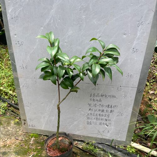 露易丝贝蒂小本嫁接苗带花苞580