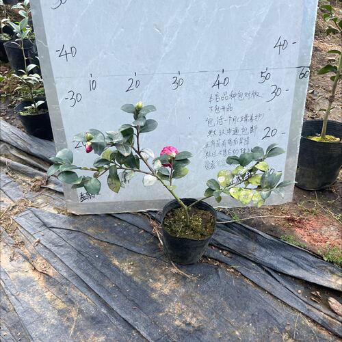 财神茶梅原生苗带花苞873
