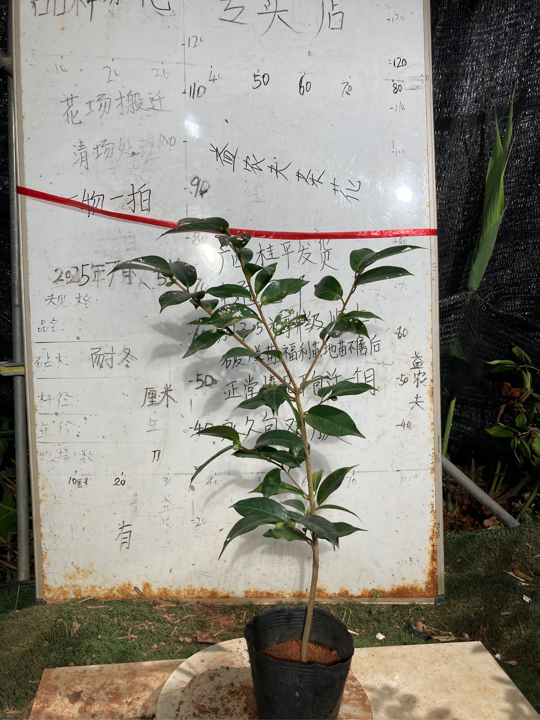 黄绸缎原生苗带花苞473