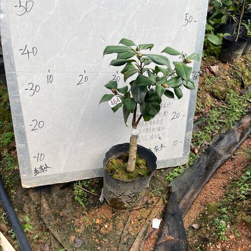 隐矶嫁接苗带花苞一刀464