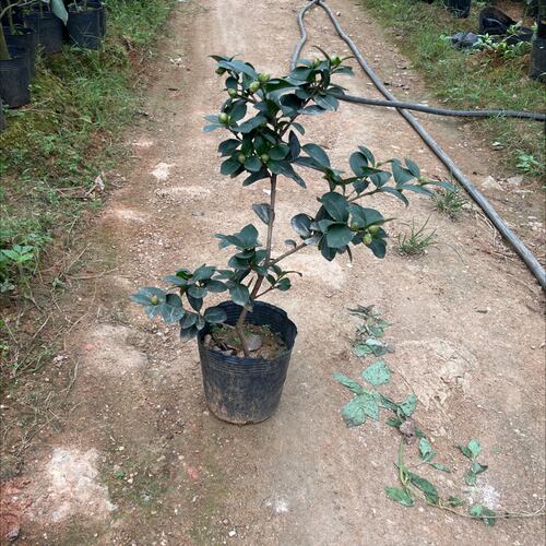 财神茶梅原生苗带花苞677