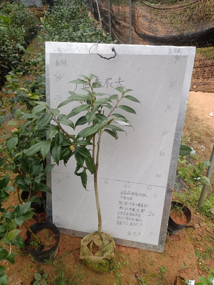 雅子小本嫁接苗带花苞548,鲜花速递/花卉仿真/绿植园艺,时令草本花卉,淘宝优惠券,粉丝福利购,淘宝优惠卷