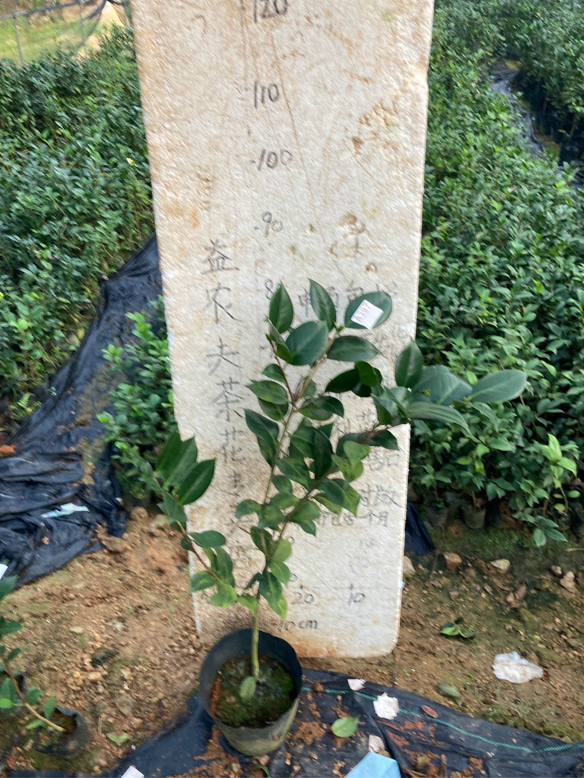 玛丽安原生苗带花苞607