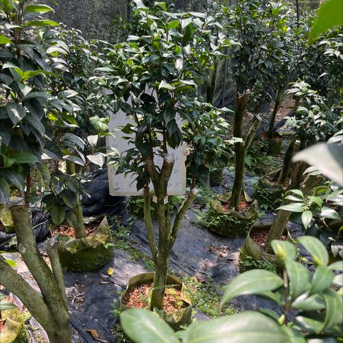 粉羽衣两刀白羽衣两刀带花苞嫁接苗顺丰包邮620