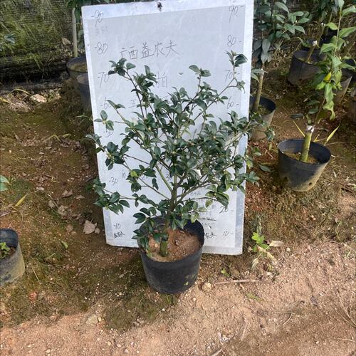紫红梅茶梅嫁接苗带花苞一刀858