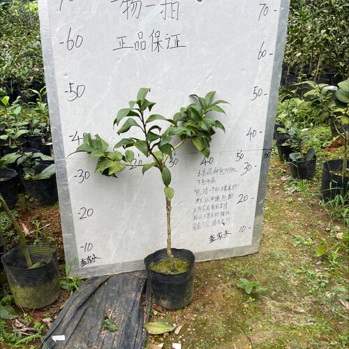 露易丝贝蒂小本嫁接苗带花苞23