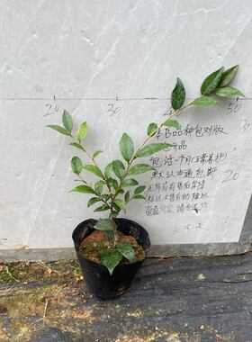 蓝缨小本嫁接苗177