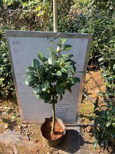 粉苏珊原生苗带花苞295