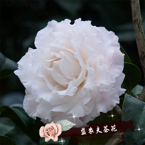 羽毛茶花盆栽洁白木耳花边嫁接苗桂平益农夫包邮花卉室内外阳台