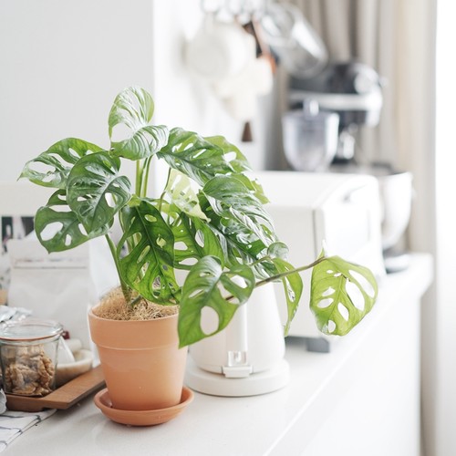 仙洞龟背竹小众家居植物盆栽