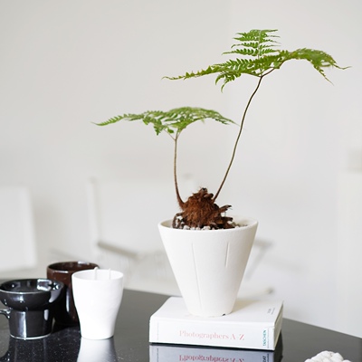 豆绿红磷蕨仙羽造型植物