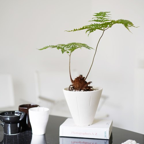 豆绿红磷蕨仙羽造型植物