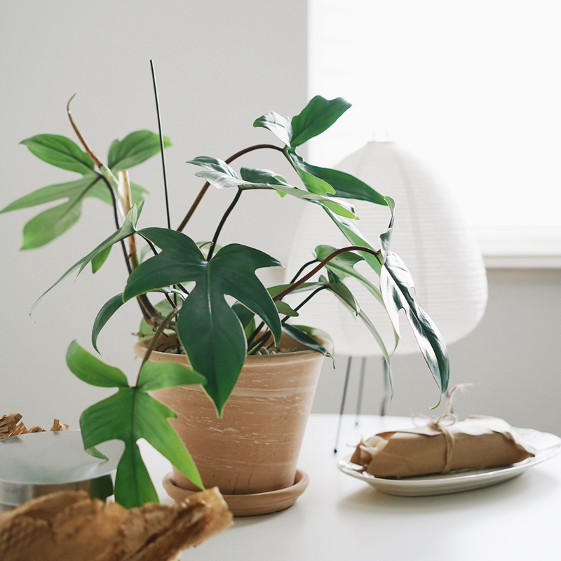 佛罗里达飞机蔓绿绒植物盆栽