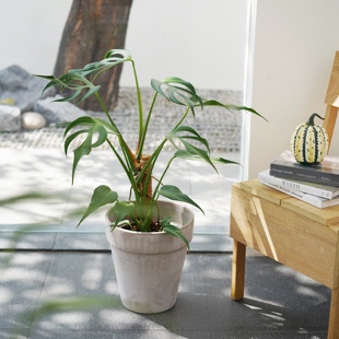 南美巴西龟 小众稀有热植北欧风卧室客厅大型植物盆栽 豆绿 DOLV